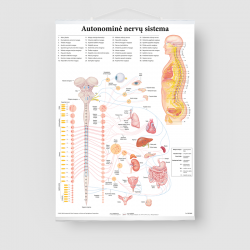 Autonominė nervų sistema