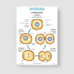 Mitoze
